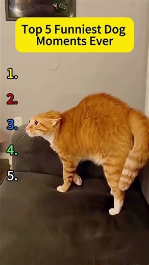 Top 5 Funniest Pet Moments in History #funny