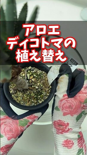 やってみよう！簡単アロエの植え替え #観葉植物 #多肉植物