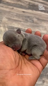 2.1M views · 10K reactions | Got him in the palm of my hand 殺 #Puppy #Cute #Dog #DogLife #CutenessOverload | Try Not to Laugh | Facebook