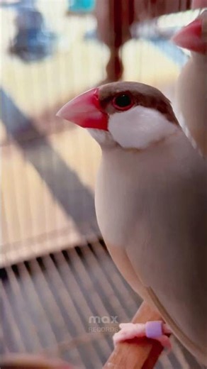 Java Finch Sparrow 🦜🕊️ #shorts #youtubeshorts #fawnjava #javasparrow #birds