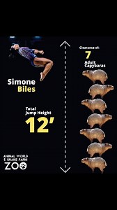 166K views · 68 reactions | Look at these incredible comparisons between Simone Biles’ 12 foot jump vs various animal stats! Go Team USA from #awsfzoo #2024olympics #simone #simonebiles #olympics #gymnastics | Animal World & Snake Farm Zoo | Facebook