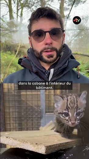 Découverte d'un bébé Ocelot au zoo de La Flèche
