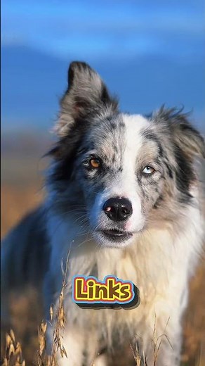 Scientists Finally Know Why Dogs Remember Specific People #shorts