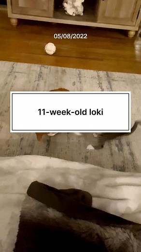 annoying his brother since day 1 👍 #catsofinstagram #cutecats #funnycats #cat #catlover #catmom #catbrothers | The Loki Show