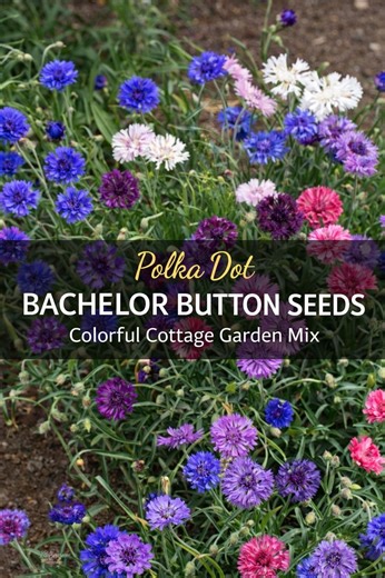 Polka Dot Bachelor Button Seeds – Colorful Cottage Garden Mix – Centaurea Cyanus - Etsy
