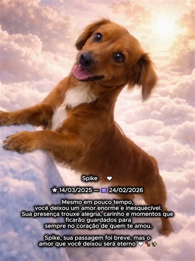 Spike 🐾🤍 ★ 14/03/2025 — ✝ 24/02/2026 @cris.encontro.sobsobrenatura Mesmo em pouco tempo, você deixou um amor enorme e inesquecível. Sua presença trouxe alegria, carinho e momentos que ficarão guardados para sempre no coração de quem te amou. Spike, sua passagem foi breve, mas o amor que você deixou será eterno 🤍🐾✨ 🌐 www.memorialanimalonline.com #petmemorial #petlovers #petbrasil #cachorros #cachorro #memorialanimalonline #chirrowmemories