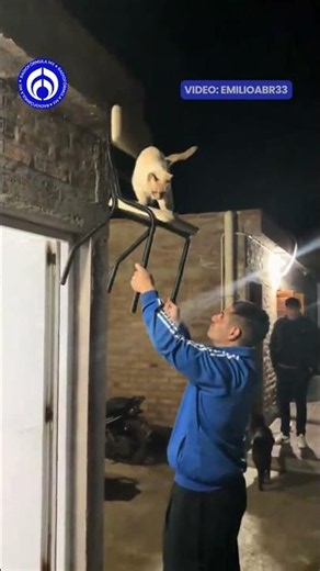 🐱 Gatita sube al techo… ¡y pide ayuda para bajar!