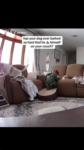 When Your Dog Has an Accidental Mishap