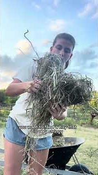 Good Hay Matters! 🐰 Why I Feed Timothy Hay to My Rabbits
