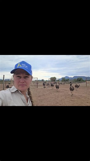 Time to move some emus. Emptying a paddock that would take 30 minutes if it was sheep or cattle takes us about a week. #emu #mustering #farmlife #emufarm #emuoil