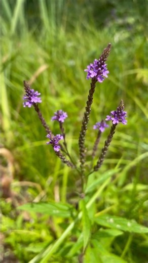 Plant this for pollinators
