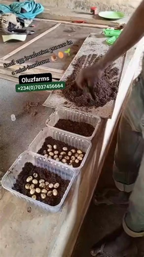 Practical approach to snail eggs incubation process! #snailfarming #snaileggs #snails #oluzfarms | Oluz farms & Agro consults