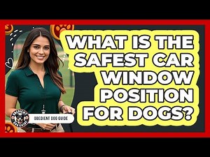What Is The Safest Car Window Position For Dogs?