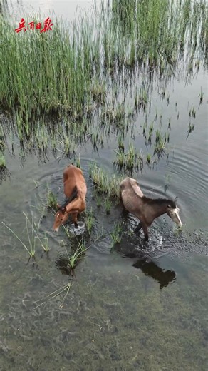 In July, alongside the barren Taklamakan Desert in China’s Xinjiang, the Shengquan Lake Wetland is teeming with life. 🌿🌊 Through years of tree planting and ecological protection, China has turned desert into a vibrant wetland — reducing sandstorms and welcoming thousands of migratory birds each winter. 📷 兵团日报 @ErikSolheim Ambassade de Chine en France@DXinjiang @xuejianosaka @zhang_heqing @CGMeifangZhang @zhu_jingyang Ambassade de Chine en France | ShenzhenStory
