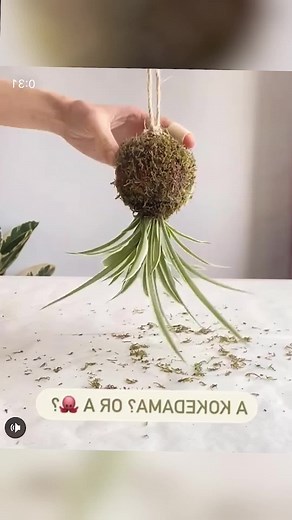 Anmy flower on TikTok