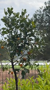 Cuando la cocina se convierte en un laboratorio de perfumería... 🌿✨¿Cómo están relacionadas la cocina y la perfumería?Muy estrechamente: lo entendí por completo cuando comencé a crear obras maestras culinarias en mi cocina. El desarrollo de un perfume y la creación de un plato son el mismo proceso. Solo que en lugar de notas de salida cítricas, utilizo cáscara de limón; reemplazo las notas de corazón de jazmín por albahaca aromática, y los acordes base de sándalo por la dulce calidez de las ver