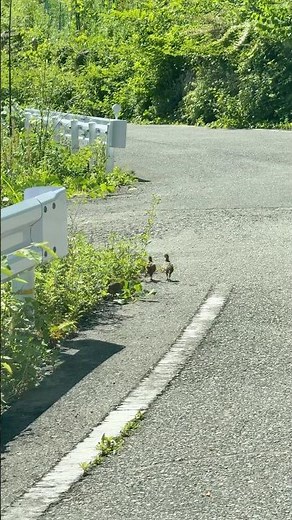 キジの子供達 #キジ #雉 #鳥