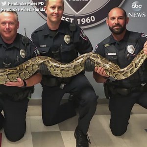 Police officer captures 12-foot Burmese python