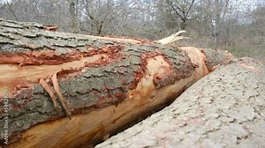 Explore the profound environmental impact of timber harvesting, from deforestation to climate change.