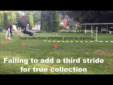 Dog Agility Jump Training True Collection Part 1
