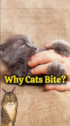Why Cats Bite Their Owners 🐾 | Explained!