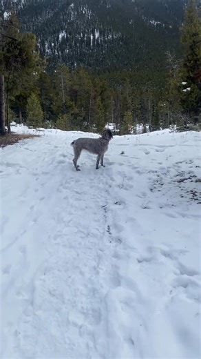 7.1K views · 173 reactions | Wirehaired Pointing Griffon | Wirehaired Pointing Griffon | Facebook