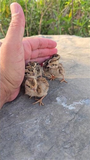 cute Chicks without mom | #shorts #viral #pets