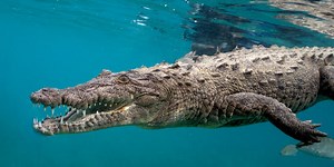 Can You Name These Florida Animals?