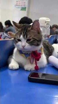 Having a cat as a classmate would completely change the vibe of the classroom. 🐾 #cat #fyp #funny