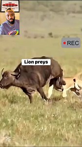Pride of lion capture buffalo | The Crown Tv & Games