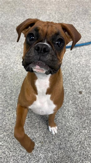 Dolly bounced into playtime with bright eyes and endless wiggles, turning toys, pounces, and happy zooms into a joyful canine celebration of pure fun 🎾🐶 $10 #DollyPlaytime #EdmontonDogs #YEGPups #CanineCare #PlaytimePups