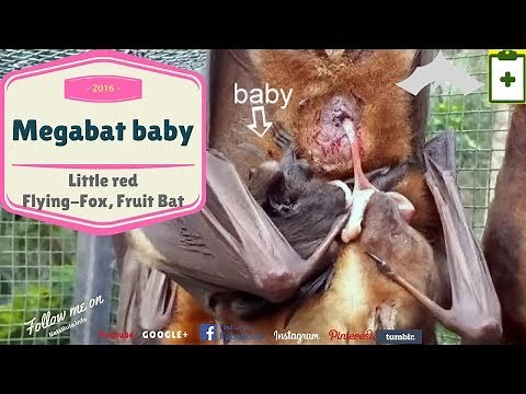 Australian rescued Bats | Rehab | Bat Megabat Little Red baby born (Flying-fox) (Fruit bat)❤️🦇