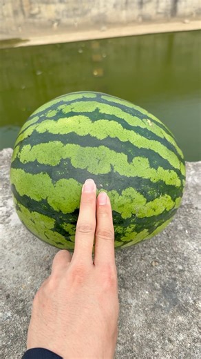 🍉💥Experimental test: Will a watermelon explode if it is dropped into water from a height?#shorts