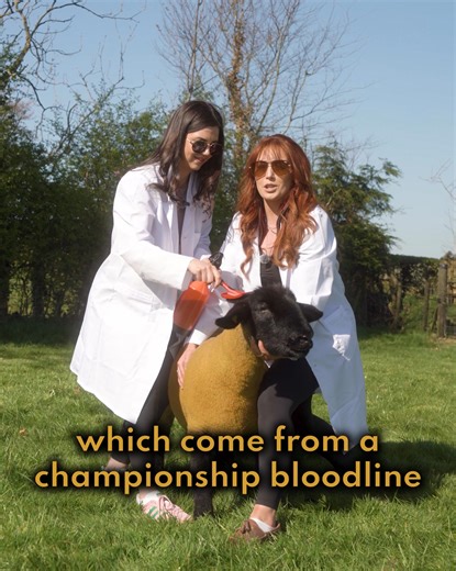 81 reactions · 3 comments |  WIN Suffolk Gimmers Starter Flock OR...