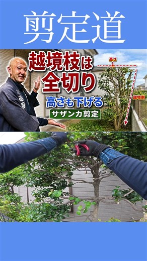Before neighborly disputes arise... [Camellia pruning] Let's reduce encroachment and height! #pru...