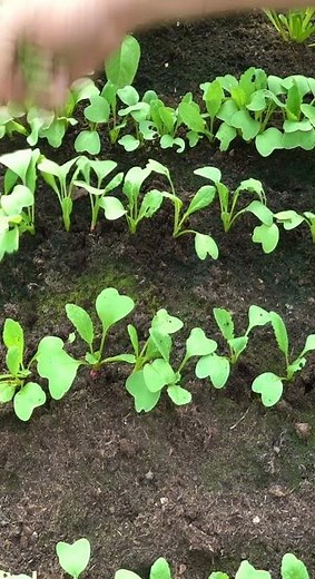 Guia Completa del cultivo del rabanito - desde la siembra a la cosecha solo en 30 Dias #plantas
