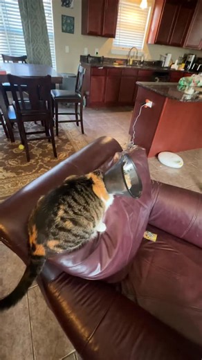 French Fry is back in the cone of shame 😿 #badtothebone #cats #coneofshame #allergies #vetcare | Flintwick