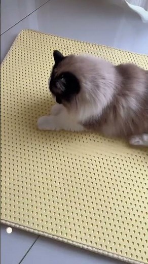 Stop Tracking Litter! Stopping Cat Mess Forever! Best Cat Litter Mat Unboxing and Review