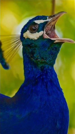 Peacock Sounds (Majestic Calls in the Garden)