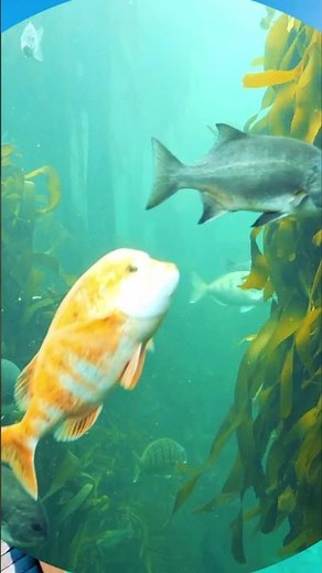 Nature Sounds 🌿 Relaxing & Peaceful Short Video