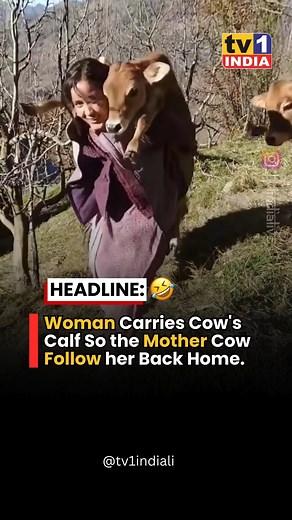 Woman Carries Cow's Calf So the Mother Cow Follow her Back Home !! . . #calf #newborns #caring | Tvone India Live