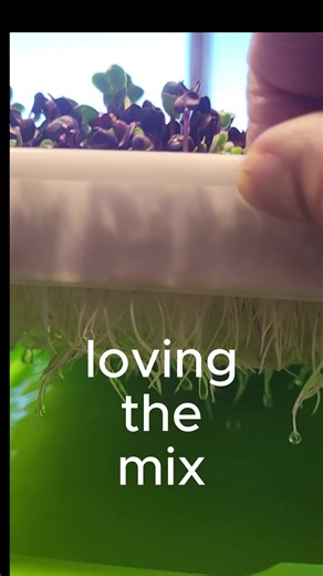 DIY Hydroponic part 4 (Grow your own nutrition at home) | Le Veteran