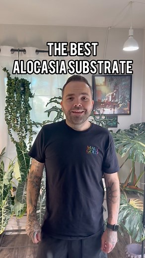 Pon? Perlite and Stratum? Chunky soil? Moss? These are some of the many ways to grow alocasia! Let’s talk about my favorite alocasia substrate! #alocasialover #alocasia #substrate #alocasiavariegata #growing | Thehouseplantproject