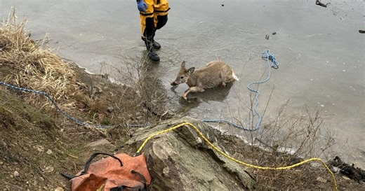 Small deer rescued from icy lake by Kootenai County Fire and Rescue crew