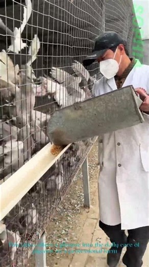 Feeding Pigeons: A Look at Modern Pigeon Farming!