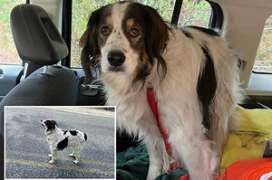 13-year-old ‘hero’ rescue dog saves elderly owner who spent hours calling for help in the woods