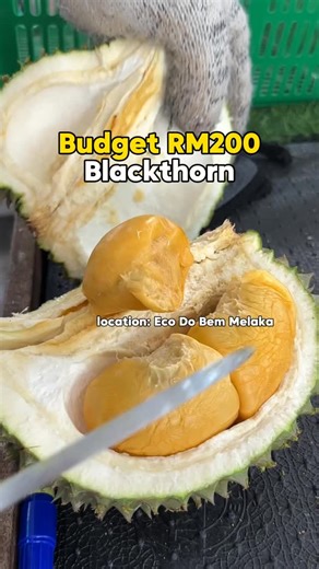Budget RM200 makan Blackthorn😋‼️ Isi kuning oren, suisui‼️‼️‼️ 🚗Deliver Melaka Area Only 📍 Lokasi: https://maps.app.goo.gl/PLYgM2GoLFAH5hq59 Sebarang pertanyaan, hubungi: ☎KS Tai - https://wa.me/60196281628 ☎Ms Joan - https://wa.me/60196263999 ☎Tai (Dickson) - https://wa.me/60194297455 #fyp #fyppp #fyppppppppppppppppppppppp #durianmusim #DurianSegar #musangking #blackthorn #udangmerah #durianpinang #durianlocal #ecodobem #LadangDurian #AktivitiKeluarga #durianlovers #durian #durianfruit #duri