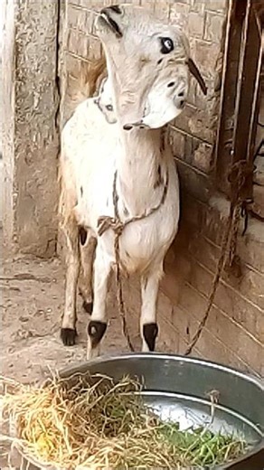 Most beautiful Beetle Goat with her kids goat Breeds