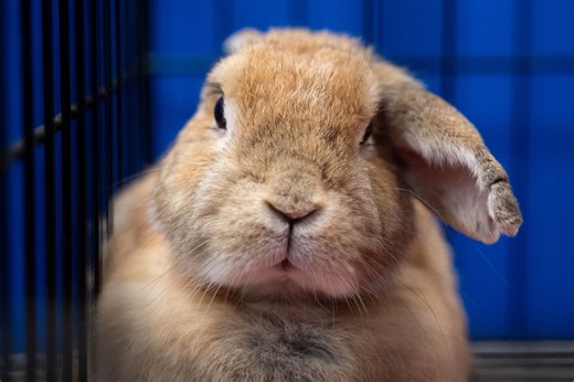 Rescued rabbits, including 3 babies, await foster care near Jackson