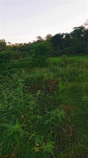 aku seneng delok kancaku do pelonga plongo...🤭🤭🤭💥🎣 @Player gacor 07 @HASTO02 #castinggabus #castingikangabus #mancingmania #castingfishing🎣 #fypシ゚viral